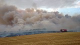 Wielki pożar zboża i lasu w Wysokiej koło Boleszkowic. 24 zastępy straży pożarnej w akcji [wideo, zdjęcia] 