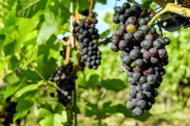 Do uprawy ogrodowej warto wybrać odmiany winorośli odporne...