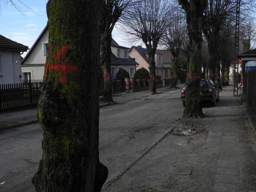 Wszystko na to wskazuje, że aleja lipowa przy ulicy Miłej...