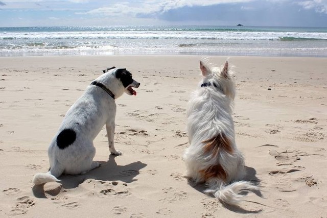 Wakacje z psem nad morzem