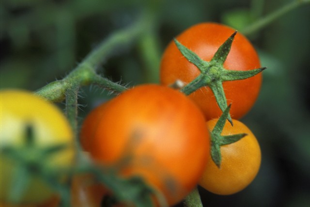 Prawie co drugi wyeksportowany z Polski pomidor trafiła na Białoruś