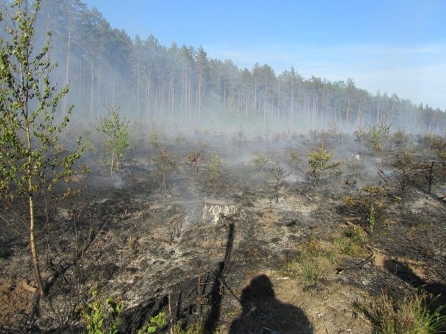 Informację o pożarze strażacy otrzymali w sobotę po godzinie 15.