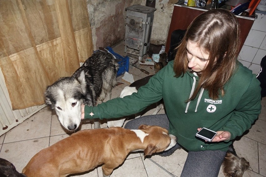 Zagłodzone zwierzęta w Częstochowie odkryła policja. Właścicielce odebrano psy, koty i szynszyla ZDJĘCIA