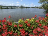 Bujne pelargonie zdobią most nad rzeką Kamienną obok zalewu Pasternik w Starachowicach. Miasto tonie w kwiatach. Zobaczcie film i zdjęcia