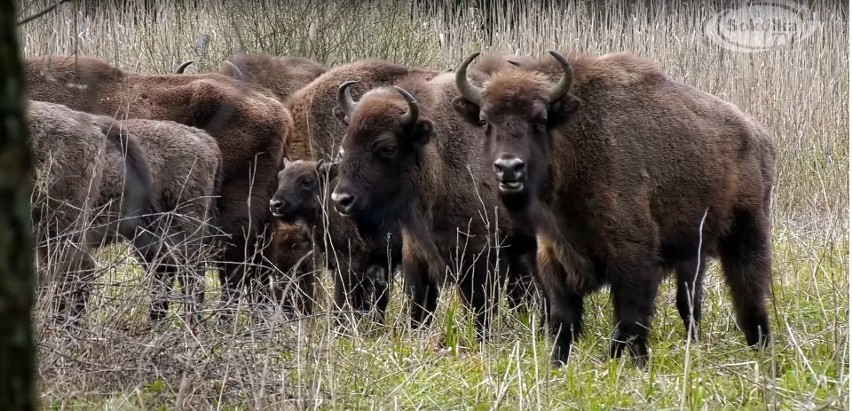 Tak żubry broniły się przed wilkami. Lasy państwowe pokazały film