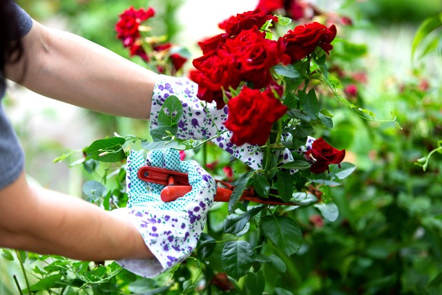 Róże to piękne, ale wymagające kwiaty. Odpowiednia pielęgnacja pomoże uchronić je przed chorobami i szkodnikami.