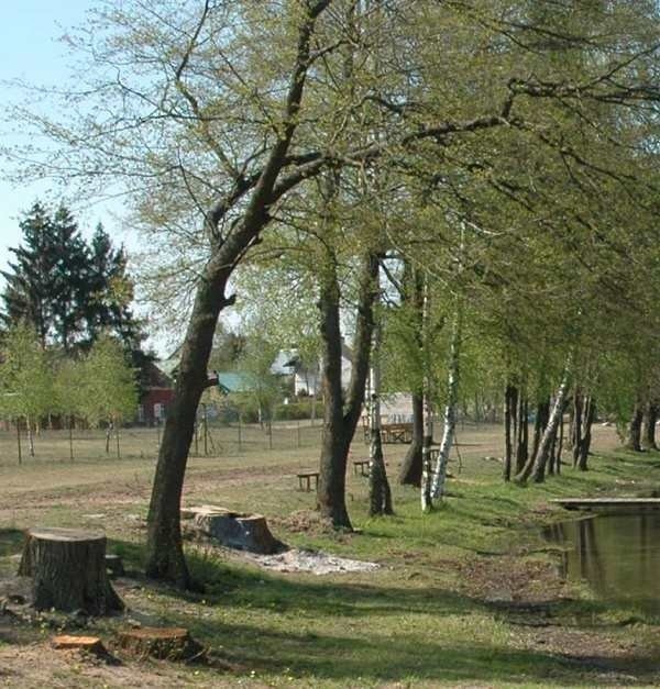 Drzewa na malowniczej plaży zostały przetrzebione. Zdaniem mieszkańców niepotrzebnie. Według urzędników - zgodnie z prawem.