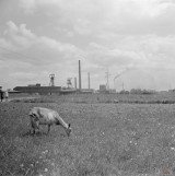 70 lat temu w chorzowskiej kopalni doszło do największej tragedii w historii polskiego górnictwa - zginęło 80 górników