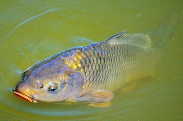 Karpia hoduje się w cyklu 3-letnim. W połowie jesieni prowadzone są odłowy ryby do mniejszych stawów, by oczyściły się z mułu.