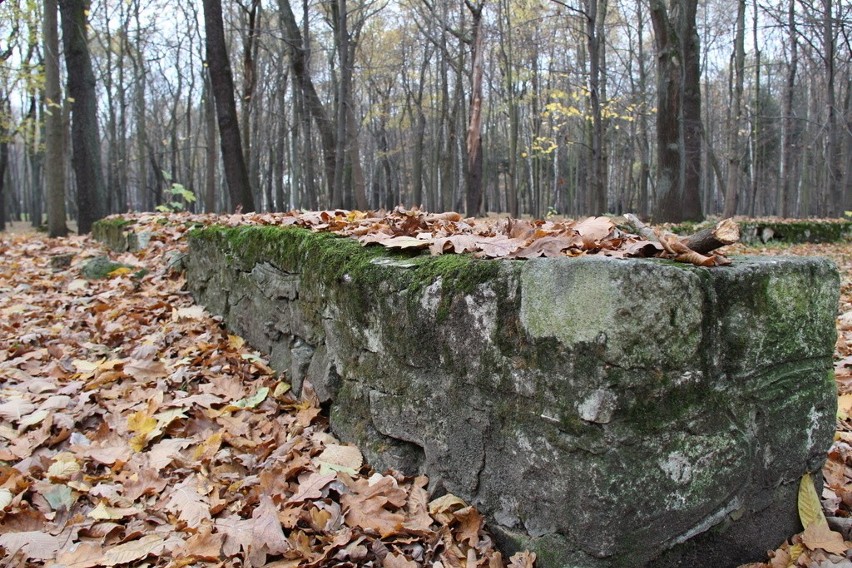 Tak wygląda park Zielona w jesiennych barwach