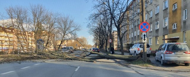 Drzewo przewróciło się na jezdnię w środę, około godziny 15 na ulicy 11 Listopada w Radomiu.
