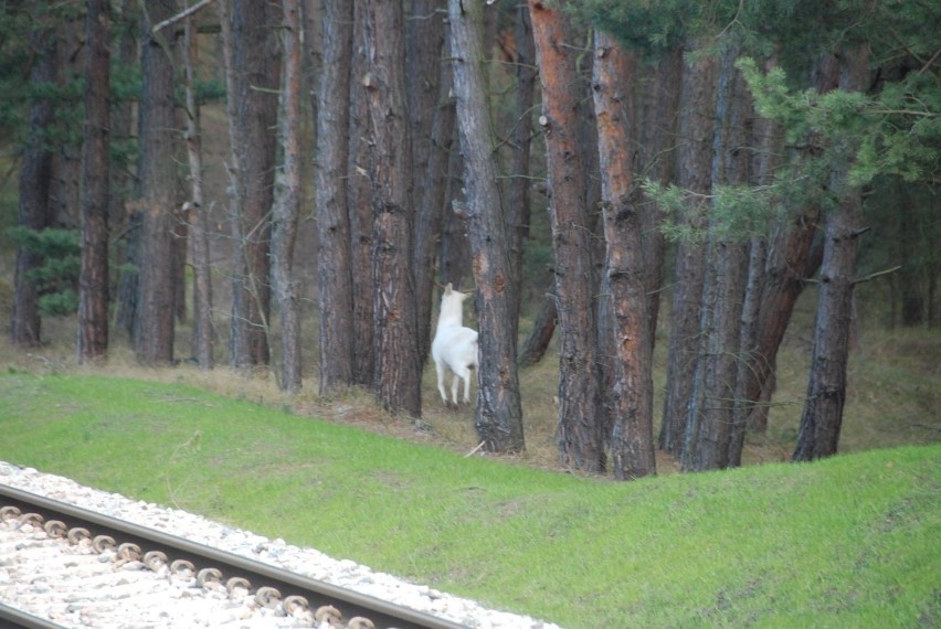 Biały daniel na Półwyspie Helskim