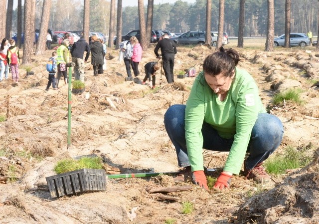 Sadzenie lasu zielona góra - artykuły | Gazeta Lubuska