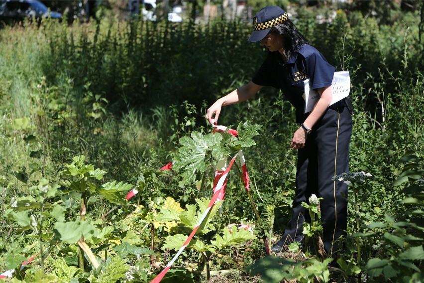 Trudny walka z barszczem Sosnowskiego. Gminy dostają finansowe wsparcie