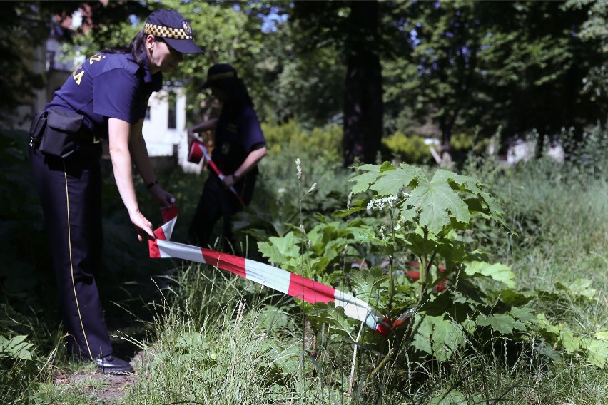 Trudny walka z barszczem Sosnowskiego. Gminy dostają finansowe wsparcie