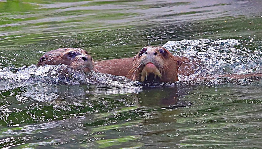 Wydra Coari z łódzkiego zoo ma partnera z Holandii