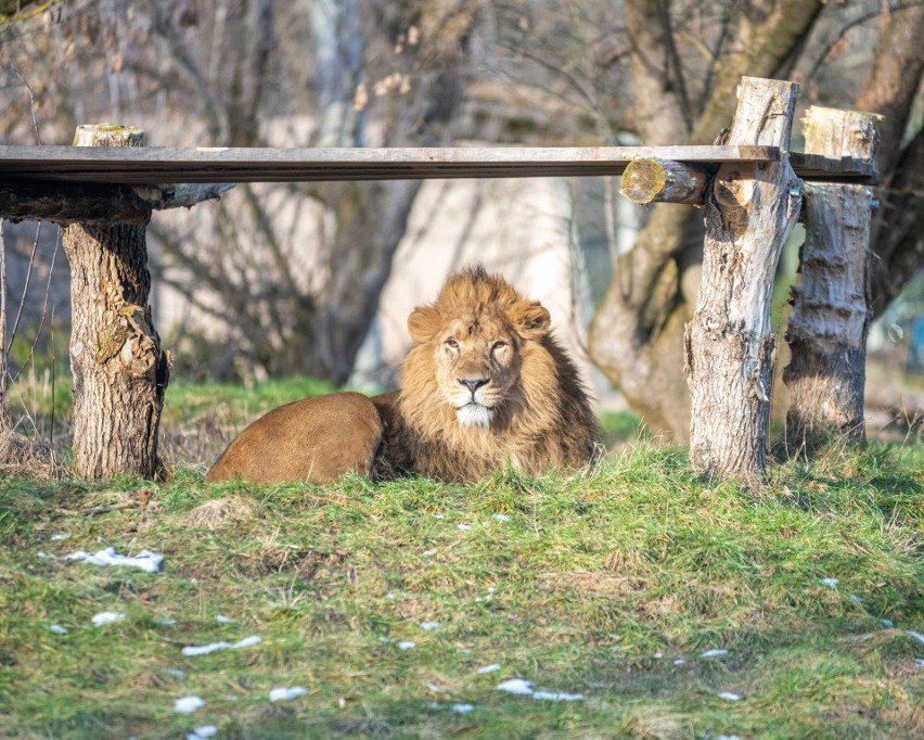 W łódzkim zoo są trzy lwy azjatyckie - Loki, Shiva i Tycia.