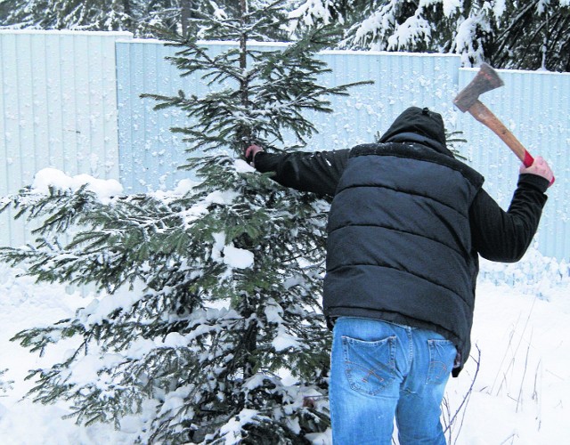 Osób kradnących choinki jest z roku na rok coraz mniej, a to dzięki wzmożonej kontroli