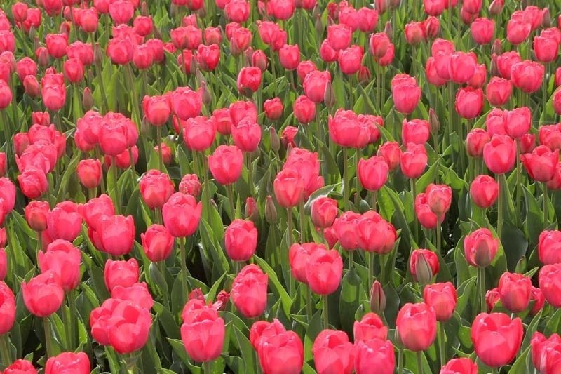 Tulipany zakwitły w ogrodzie botanicznym [ZDJĘCIA]