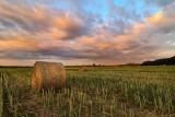 Trwają żniwa w Złotnikach koło Poznania - zobacz niezwykłe zdjęcia 