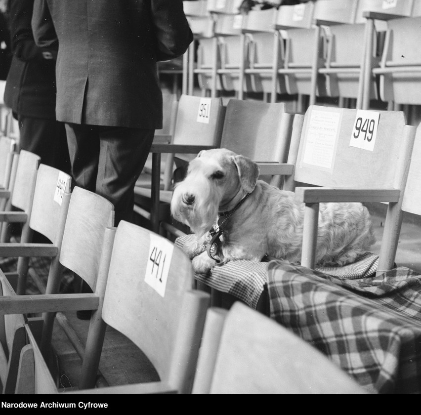 Terrier na wystawie psów w Opolu, 1972