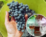 Jak zrobić dobrą nalewkę z winogrona? Zobacz przepisy na nalewkę z winogron ciemnych i jasnych. Poznaj cenne właściwości leczniczego trunku