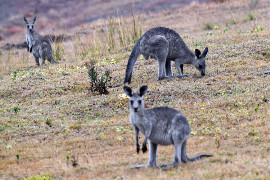 Australia: Pożary buszu mogą trwać jeszcze wiele miesięcy. Giną ludzie i zwierzęta [ZDJĘCIA] [WIDEO]