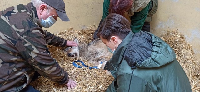 Wilk w okolicach Poznania pojawiał się od tygodnia. Widziany był na terenie gminy Czerwonak i Swarzędz. W niedzielę został zauważony przez kierowców i mieszkańców Poznania przy ul. Bałtyckiej, Gdyńskiej i Chemicznej. Stamtąd udał się w kierunku Śródki. W poniedziałek widziano go na A2, około południa został odłowiony w okolicach Auchan. Przejdź dalej --->