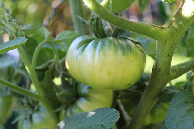 Dorodne i smaczne pomidory można z powodzeniem wyhodować we własnym ogrodzie. Warto jednak zwracać uwagę na odmianę, bo różnią się one m.in. wielkością owoców, ale też odpornością na choroby.