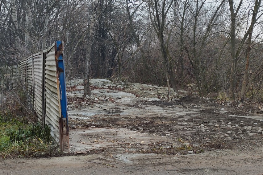 Kraków. Niszczenie przyrody przy ul. Portowej. Zieleń zalana betonem [ZDJĘCIA]
