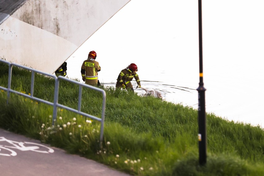 Akcja ratowania przez strażaków rannego łabędzia na rzece Wisłok w Rzeszowie [ZDJĘCIA]