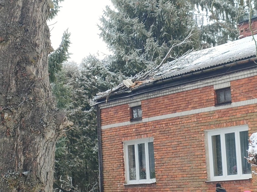 Burza śnieżna w powiecie białobrzeskim. Powalone drzewa, także na S7, zerwane linie energetyczne, uszkodzone dachy