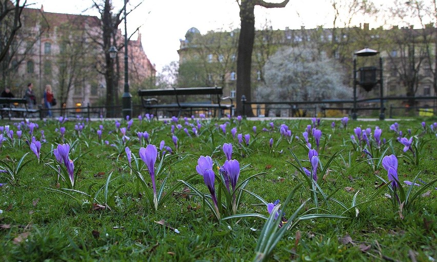 Krakowskie Planty pięknie rozkwitają na wiosnę [ZDJĘCIA]