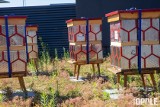 Opole zabrzęczy tysiącem pszczół! Miejska pasieka powstała na dachu Centrum Usług Publicznych w Opolu