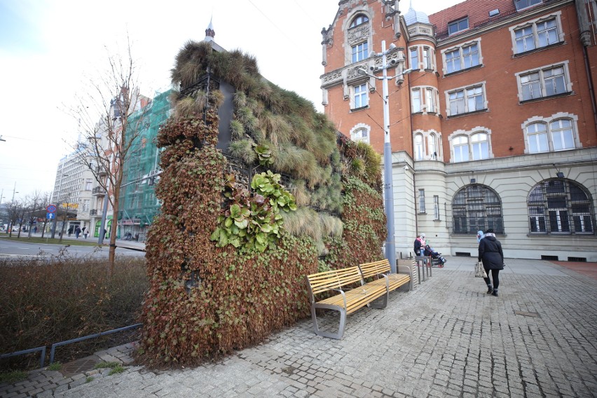 Zielona ściana na rynku w Katowicach