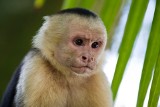 USA: Małpa zadzwoniła na numer alarmowy policji. "Zaczęła po prostu naciskać guziki". Interweniował szeryf