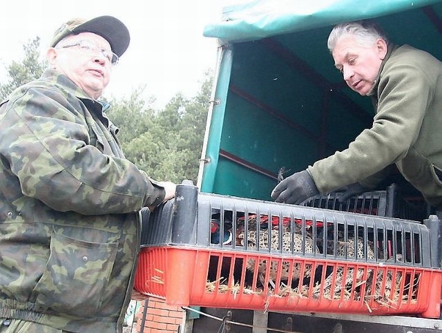 Przeładunek bażantów. Na zdjęciu (od prawej): hodowca Henryk Wicher i Lech Szulikowski z koła "Szarak&#8221;.