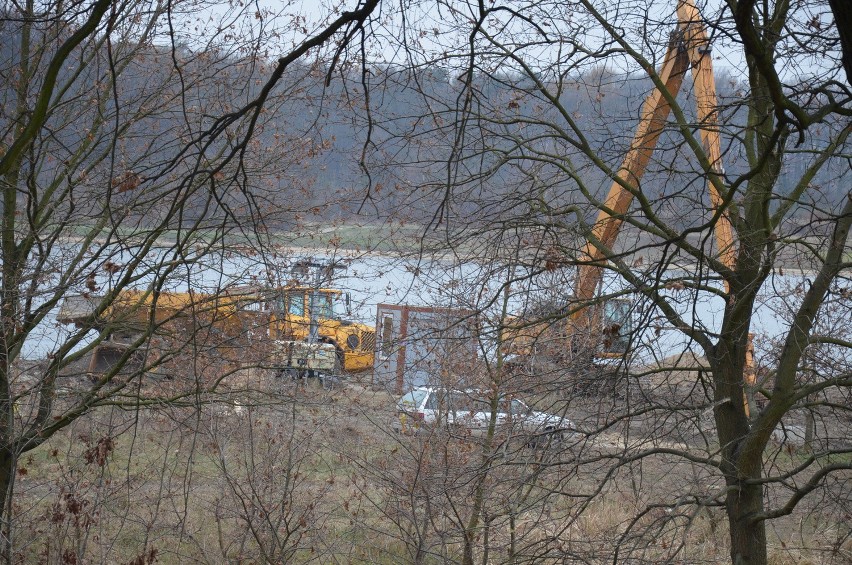 Wycinają wielkie drzewa nad Odrą. Czy zgodnie z prawem? (ZDJĘCIA)