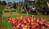 Skup interwencyjny jabłek w Grójcu i regionie radomskim. Cena to 25 groszy za kilogram netto. Gdzie skupują? Sadownicy mają wiele pytań