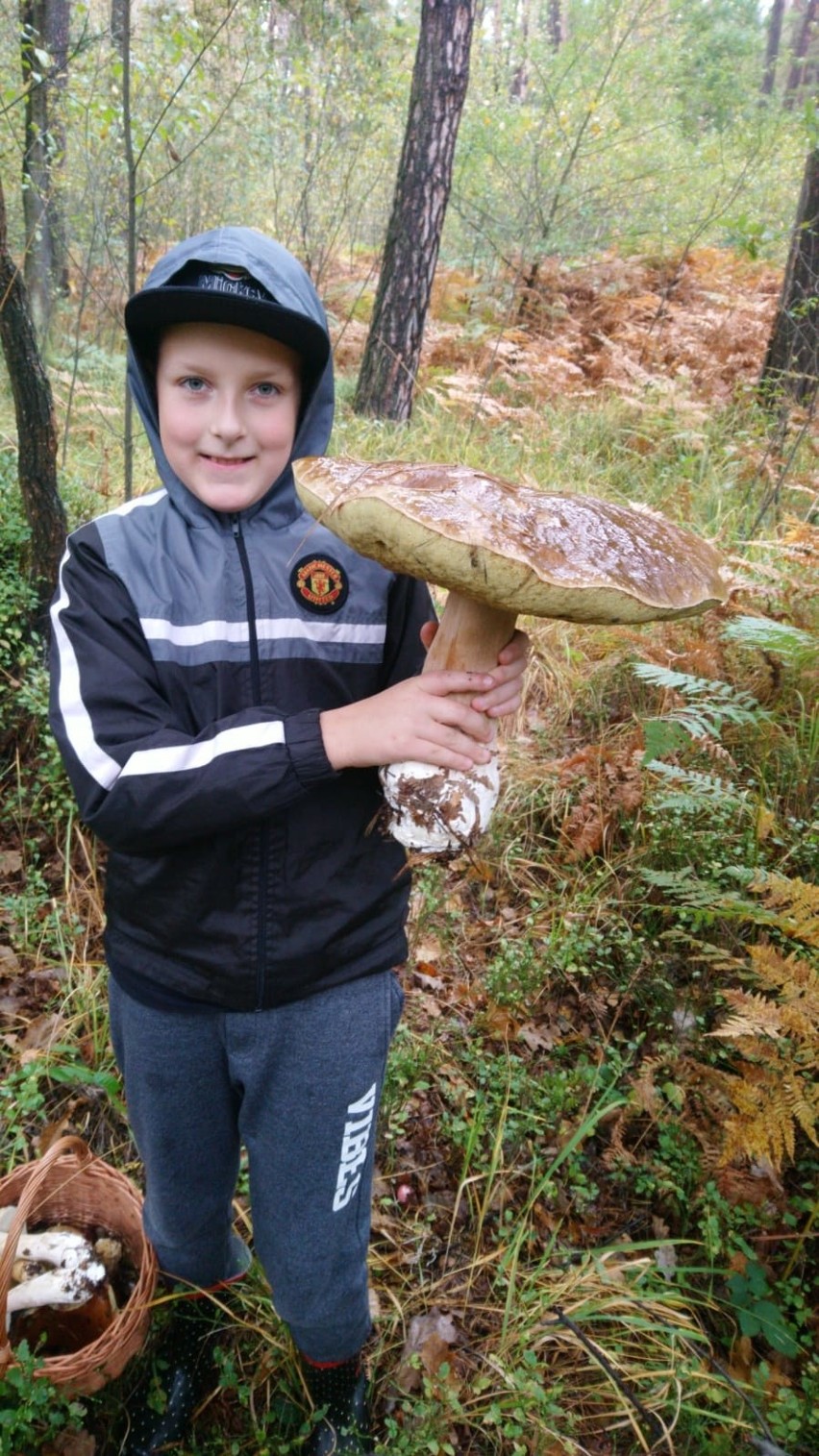 Prawdziwek ważył blisko 2 kg, a kapelusz mierzył 36 cm