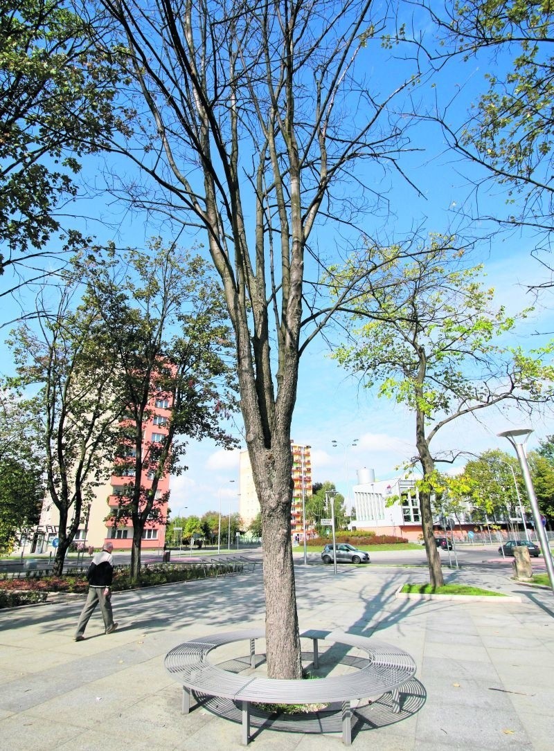 Część drzew na placu Piłsudskiego kompletnie wyschła. Na...