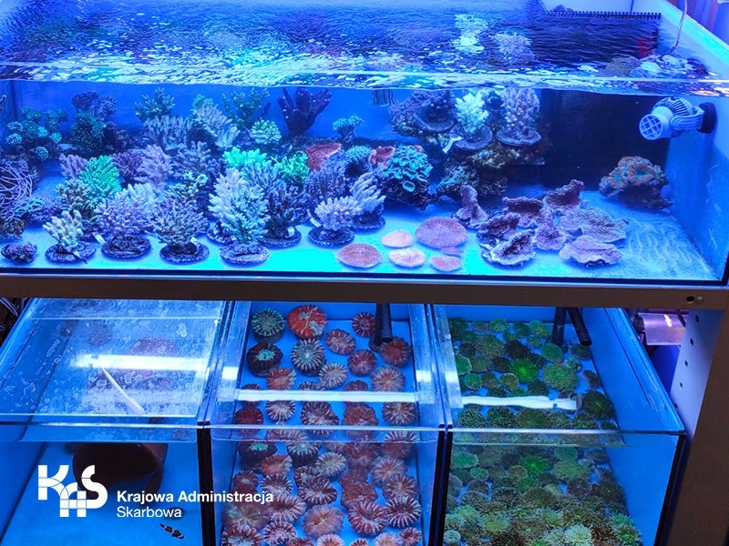 Przesyłka koralowców ważyła łącznie 1,5 tony