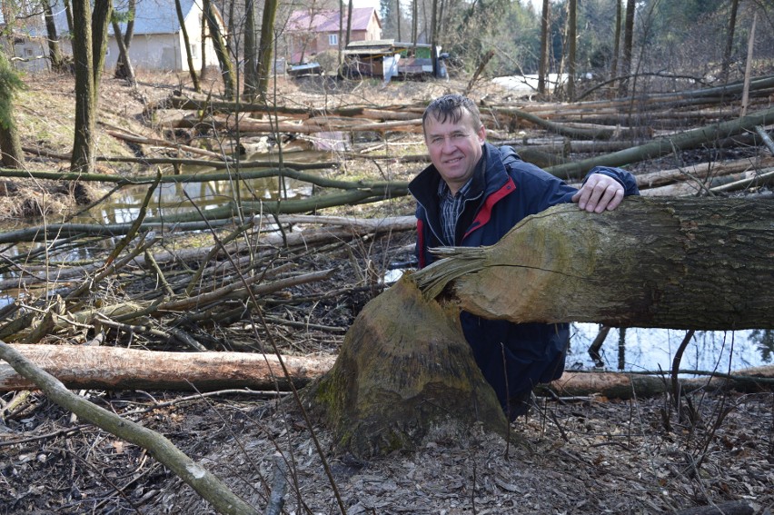 Bobry stały się ostatnio zmorą mieszkańców regionu. Budowane...