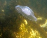 Zdjęcia podwodne z usteckiej sztucznej rafy  