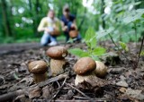 W podtoruńskich lasach pojawiły się pierwsze w tym roku grzyby. Sprawdź, gdzie i co można znaleźć