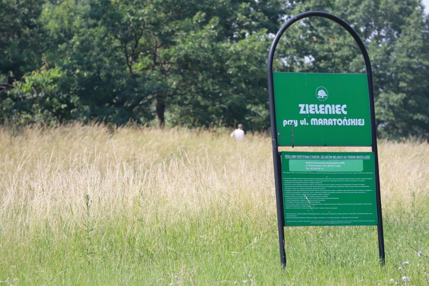 Łódź: Kosić czy nie kosić? Jak co roku w Łodzi toczy się spór o pielęgnację trawników