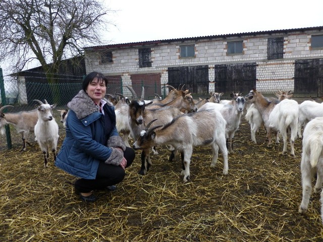Teresa Wasielewicz z Krupocina hoduje kozy od około dwudziestu lat. Zwierząt przybywa.