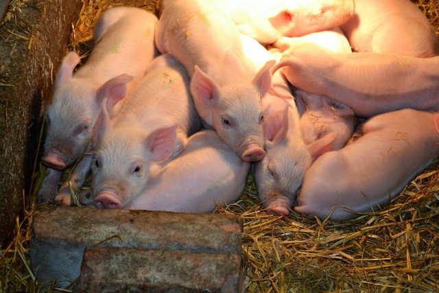 Każdy hodowca świń może ubiegać się o dopłatę do loch. Jest jednak limit wsparcia.