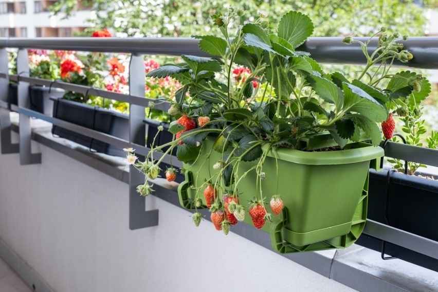 W ogródku warzywnym na balkonie możesz zasadzić: ogórka,...