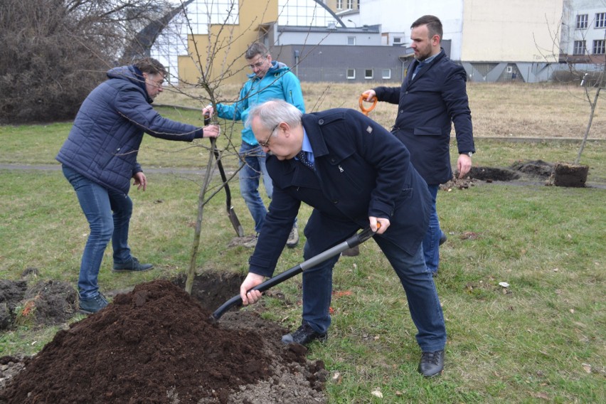 Gdzieś wycinają drzewa a w Częstochowie sadzą ZDJĘCIA